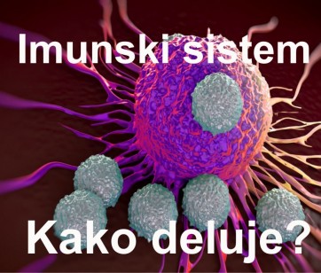 Imunski sistem - osnovni principi delovanja