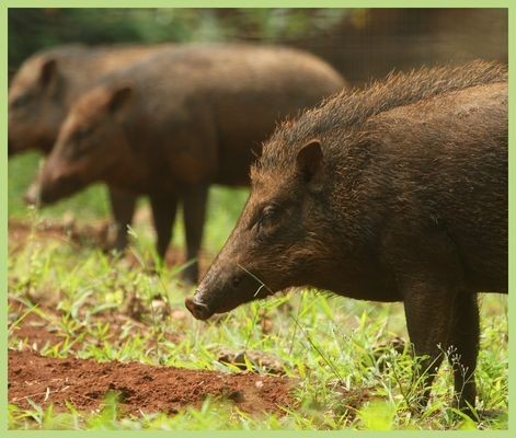 Misteriji: Udari na živce in ledvice