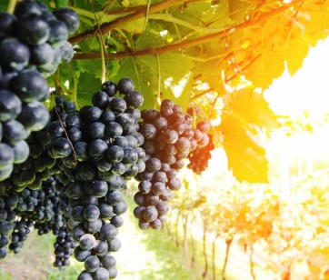Resveratrol in molekularni cilji