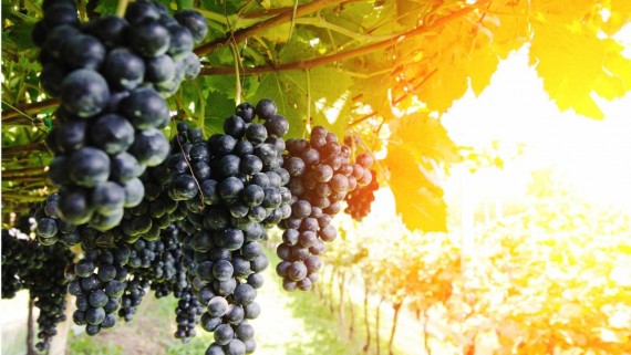 Resveratrol in molekularni cilji