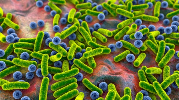 Analiza podatkov mikrobioma - Adrialab MyBIOME