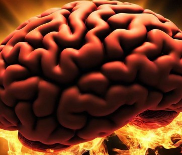 Brain maker – vpliv mikrobioma na možgane